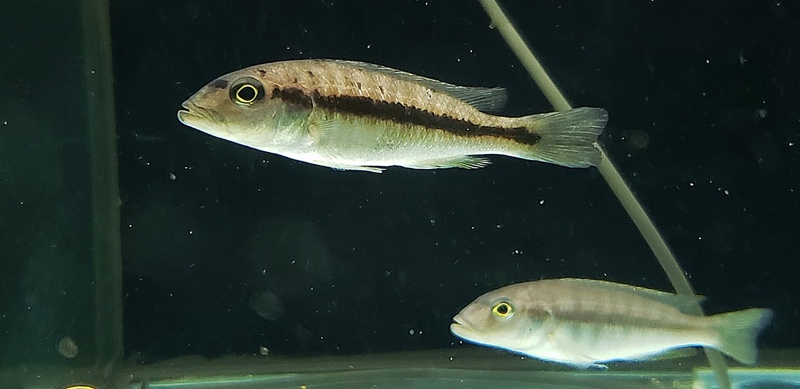 Taeniochromis holotaenia